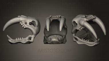 Anatomy of skeletons and skulls (ANTM_0038) 3D model for CNC machine